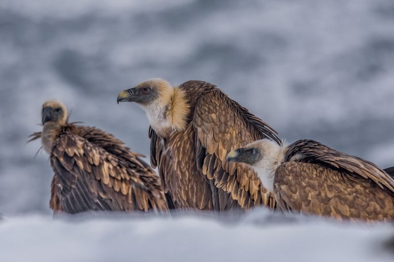 vulture,лешояд,mountain,snow,winter Vultures in the cold фото превью