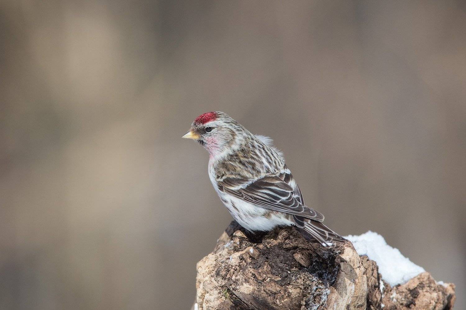 redpoll, bird, wildlife, птицы, чечетка, дикая природа, Голубев Дмитрий