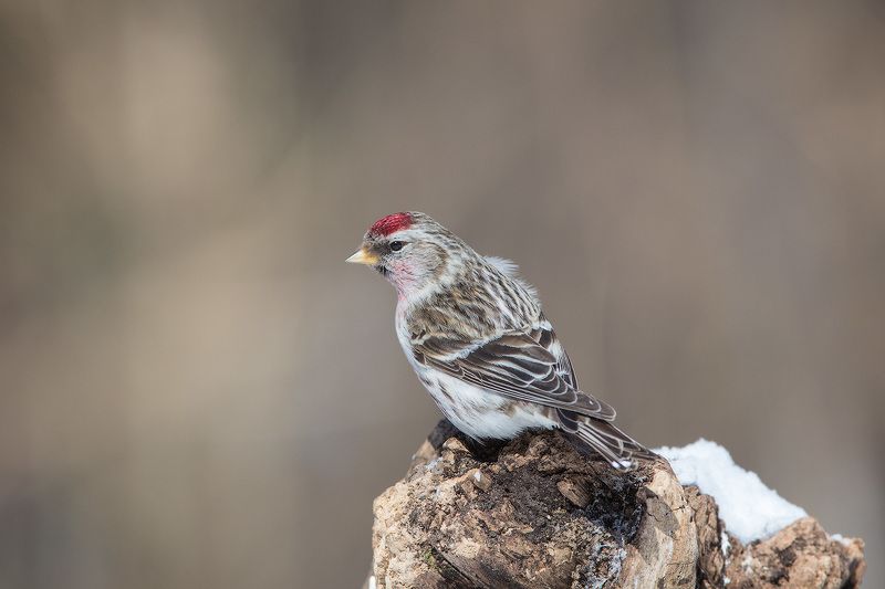redpoll, bird, wildlife, птицы, чечетка, дикая природа Чечетка фото превью