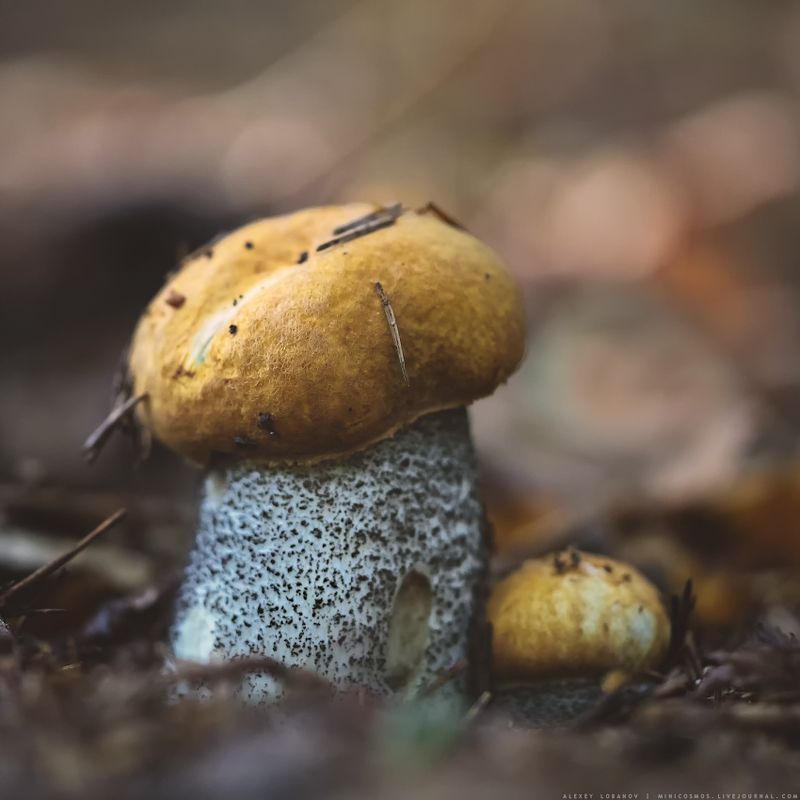 Братцы сентября фото превью