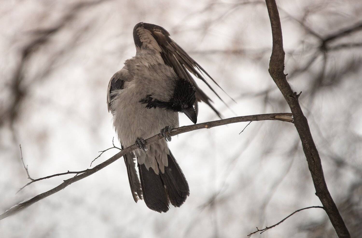 природа, лес, животные, птицы, Дмитрий Посевич