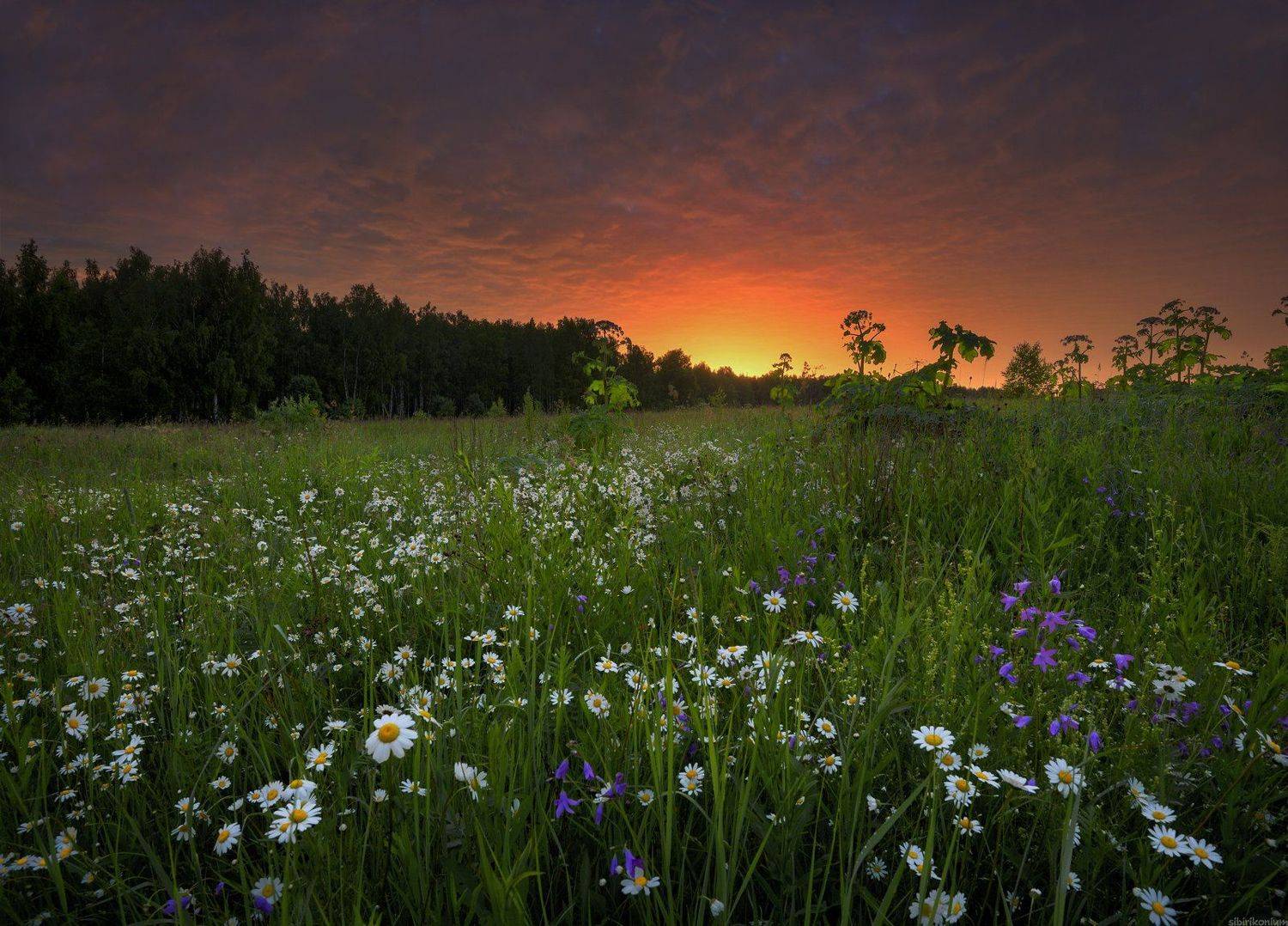 #пейзаж #лето #утро #подмосковье #красиво, Морозов Юрий