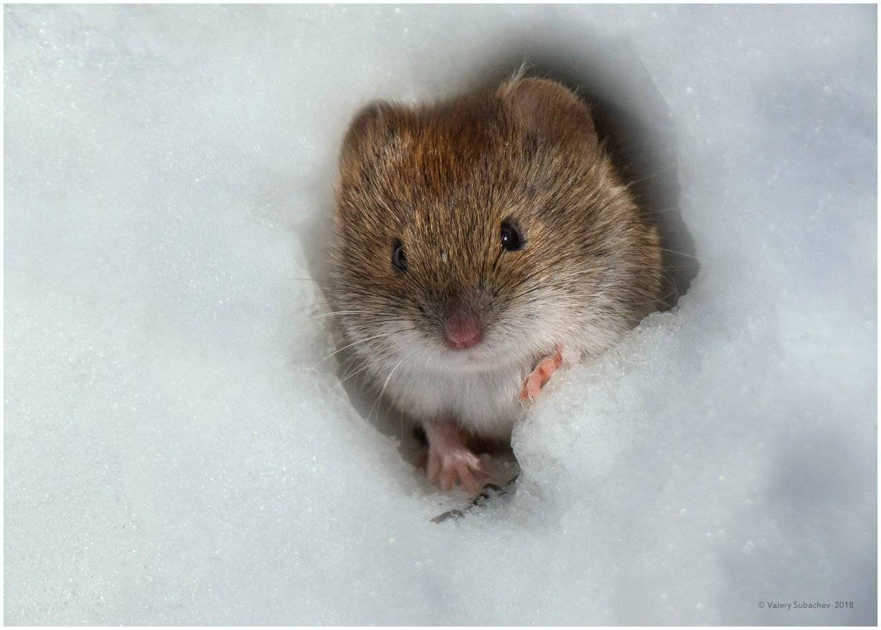 , Валерий Субачев