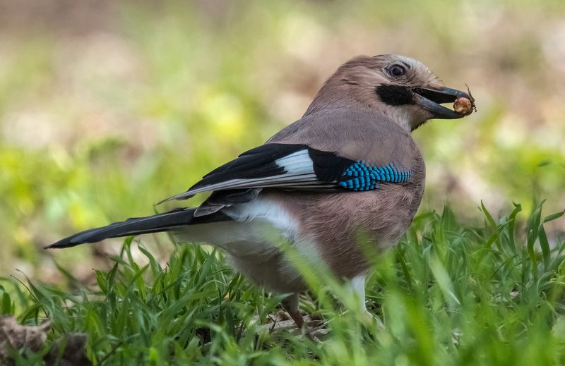 ЭТО МОЙ ОРЕХ!!! фото превью