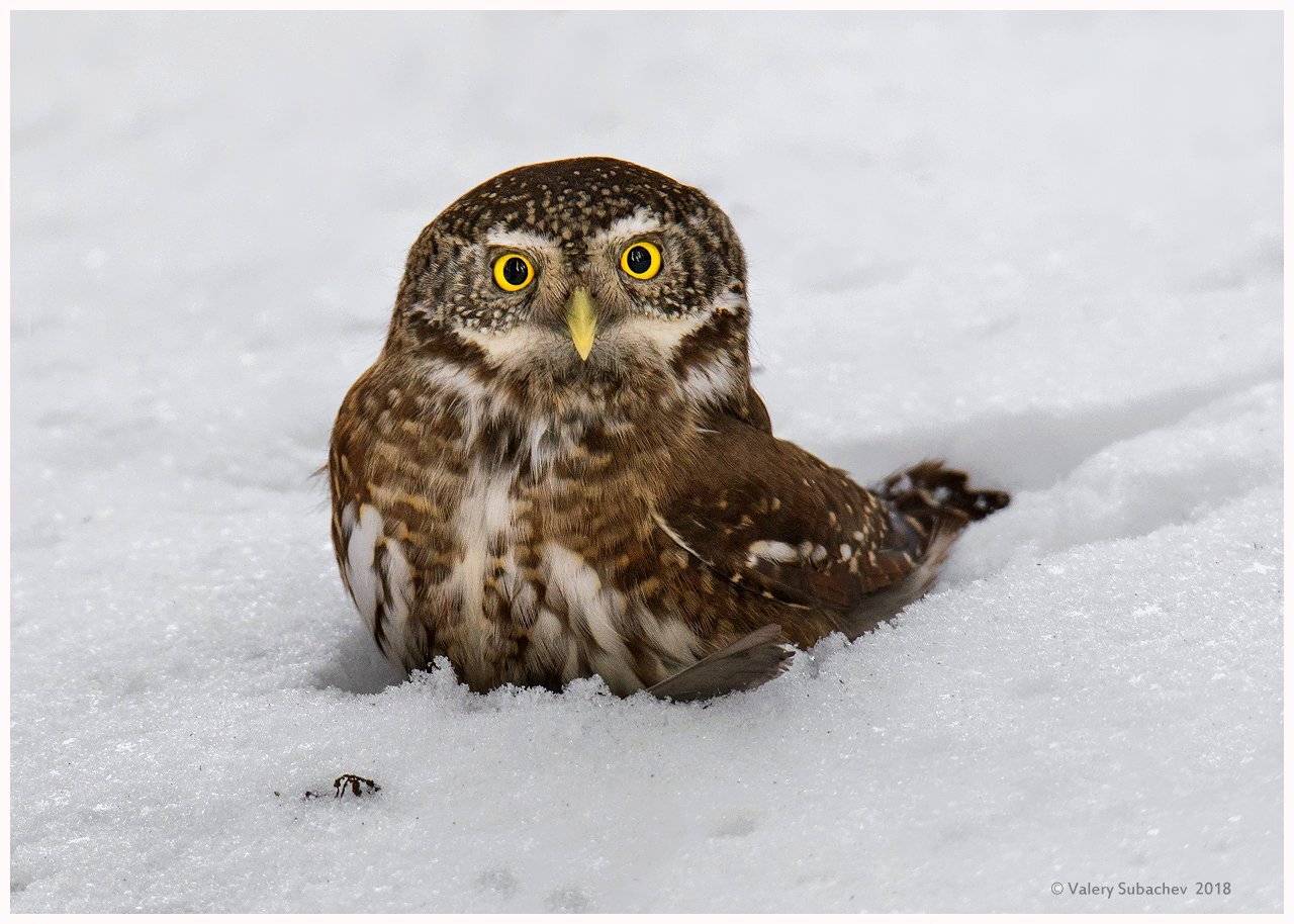, Валерий Субачев