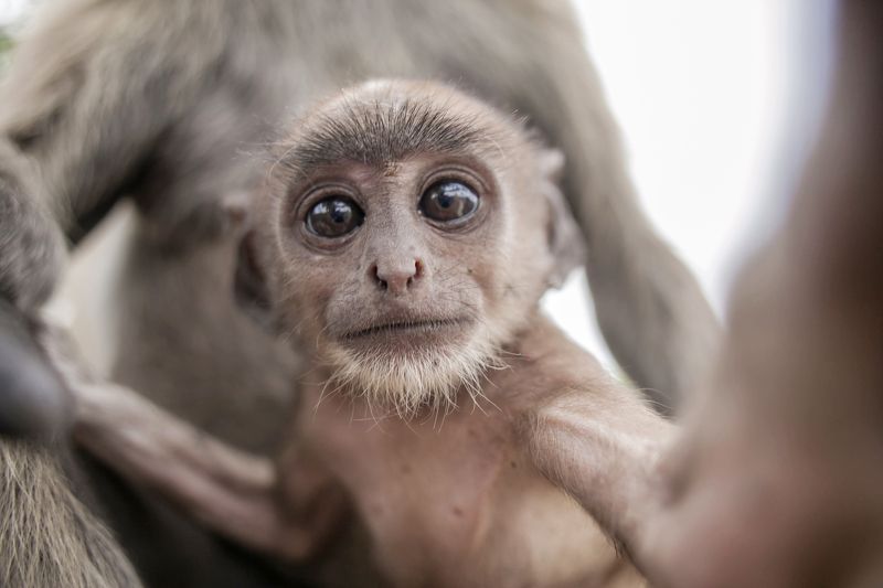 Gobindapaul, Street, Aisa, Urban, child, Bangladeshi_photographer, color,digital,  Monkey selfie фото превью