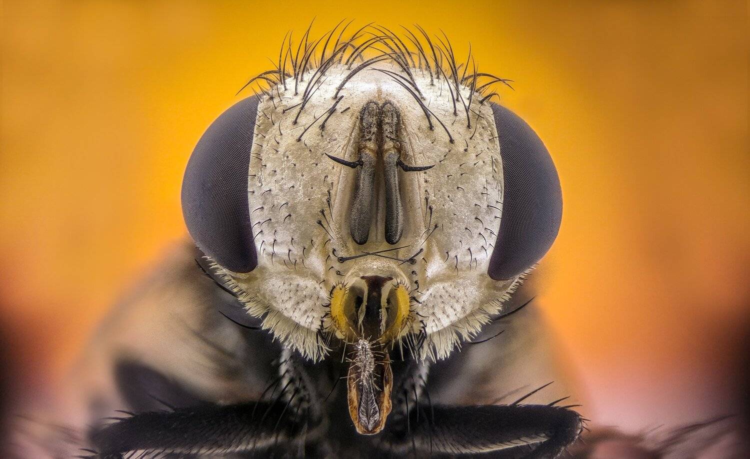 ceclii, macro, extrememacro, Tsvetan Ganev