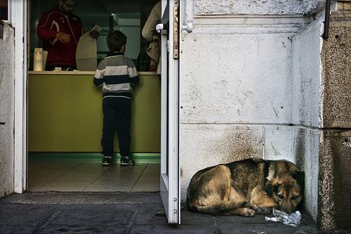 Собачья жизнь