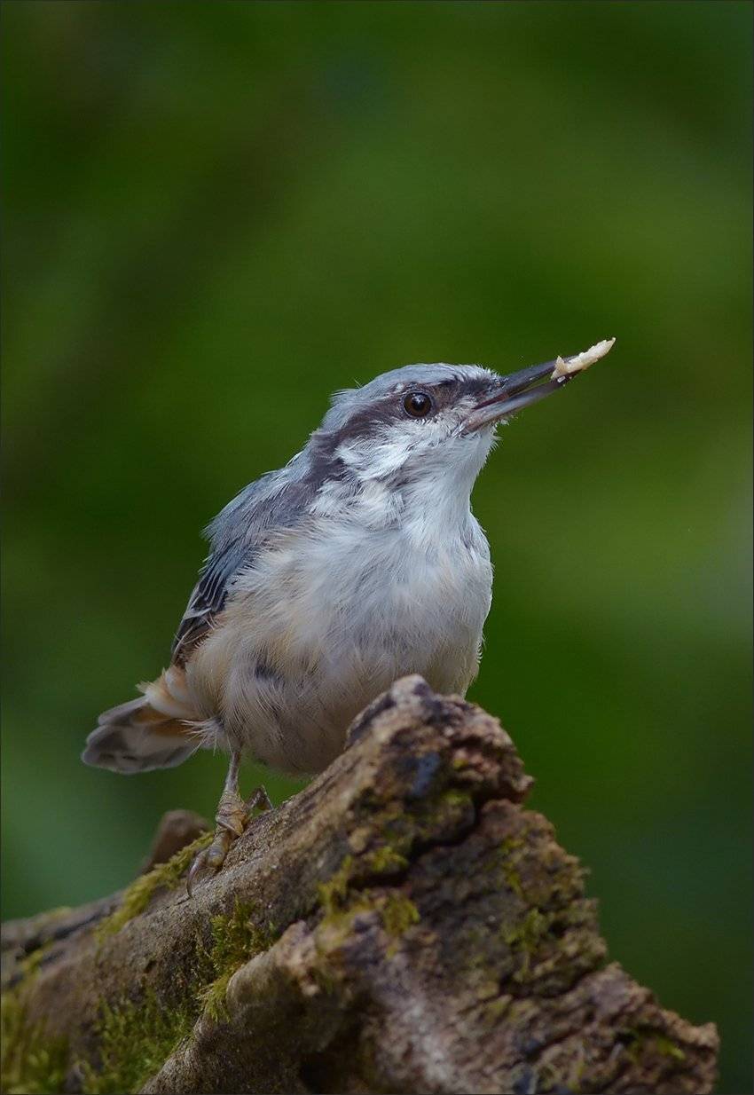 поползень, Андрей Медведев