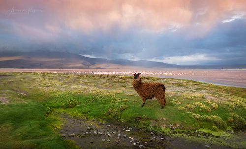 Вечер в Laguna Colorado.