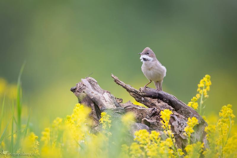 common whitethroat Whitethroat фото превью