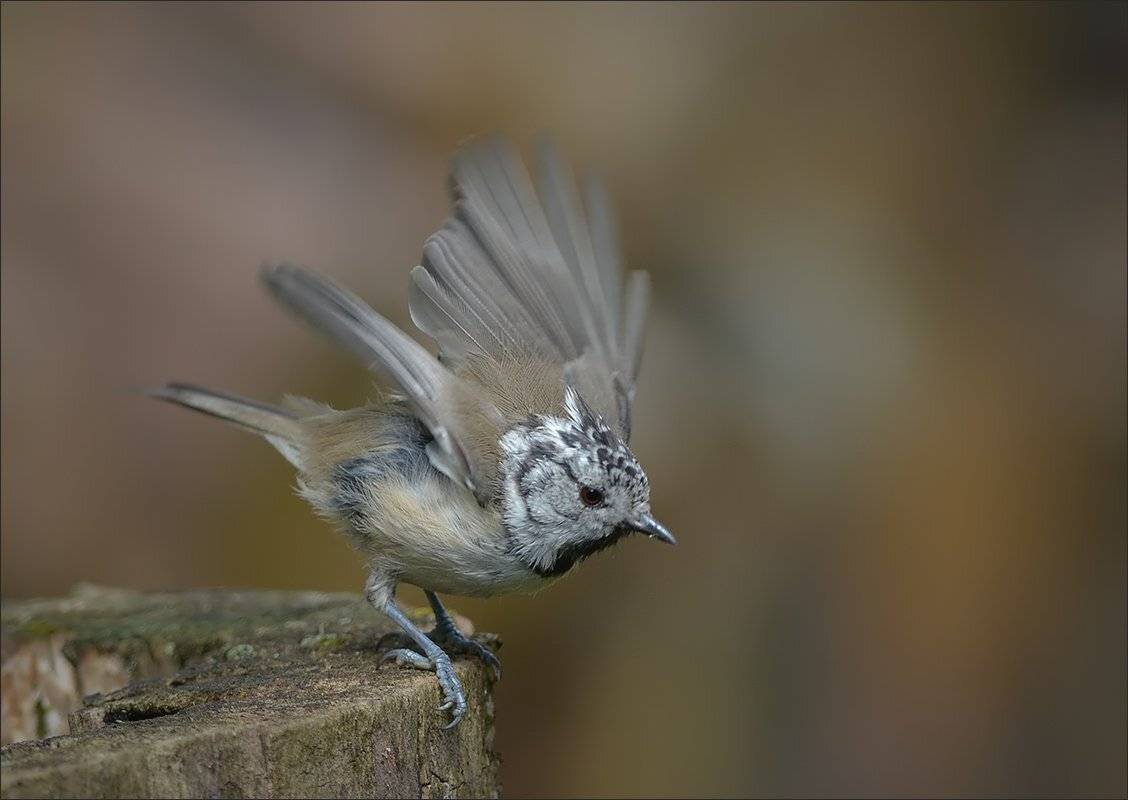 гренадёрка, Андрей Медведев