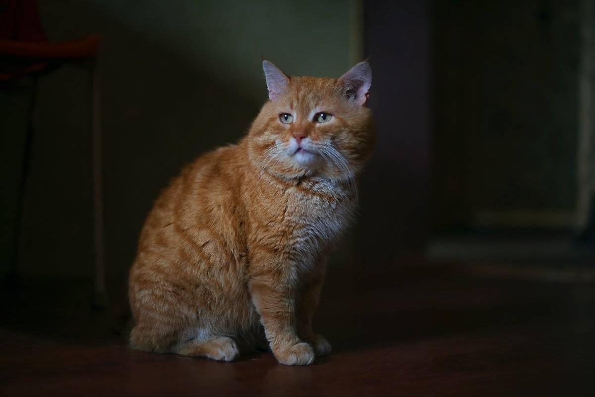 , Елена Брежицкая