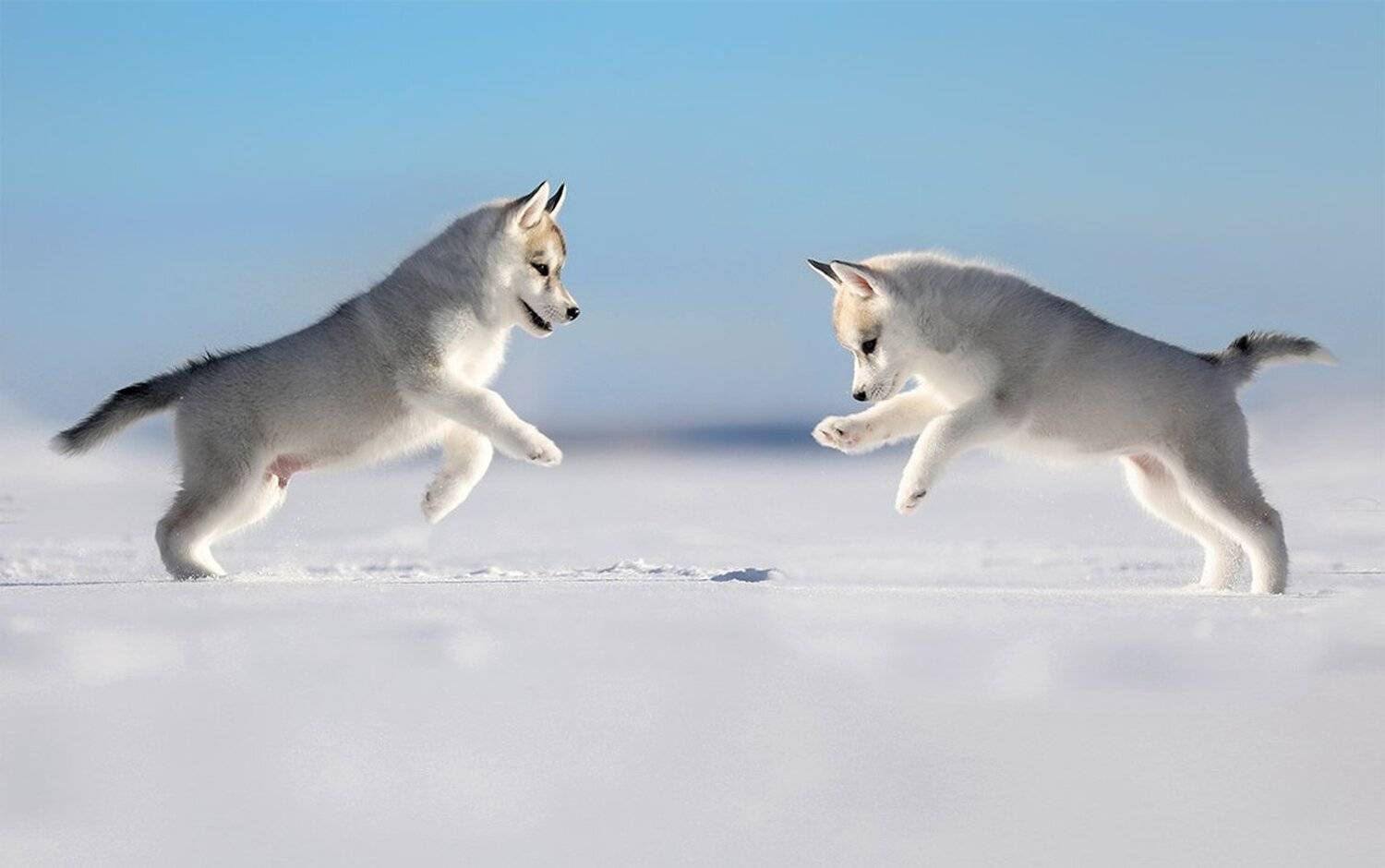 , Андрей Ершов