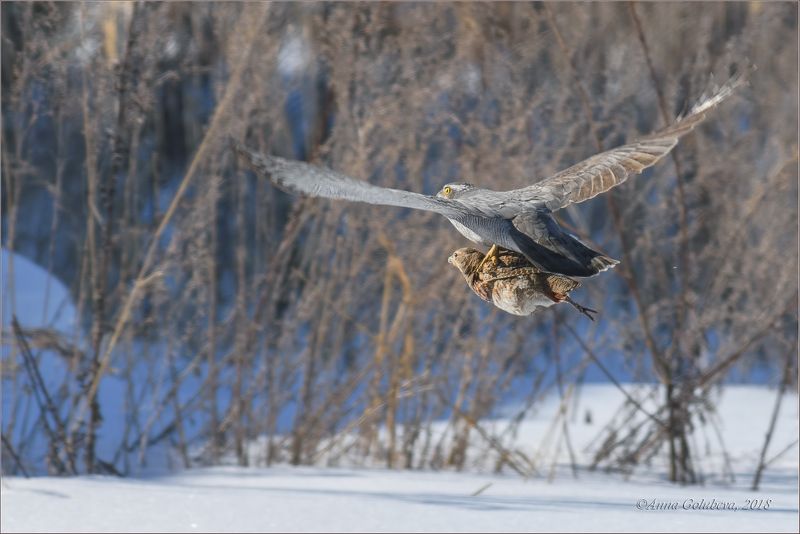 птицы, природа, куропатка, perdix perdix, grey partridge, accipiter gentilis, northern goshawk, тетеревятник, весна, март, 2018, подмосковье Куропатка в цепких лапах тетеревятника фото превью