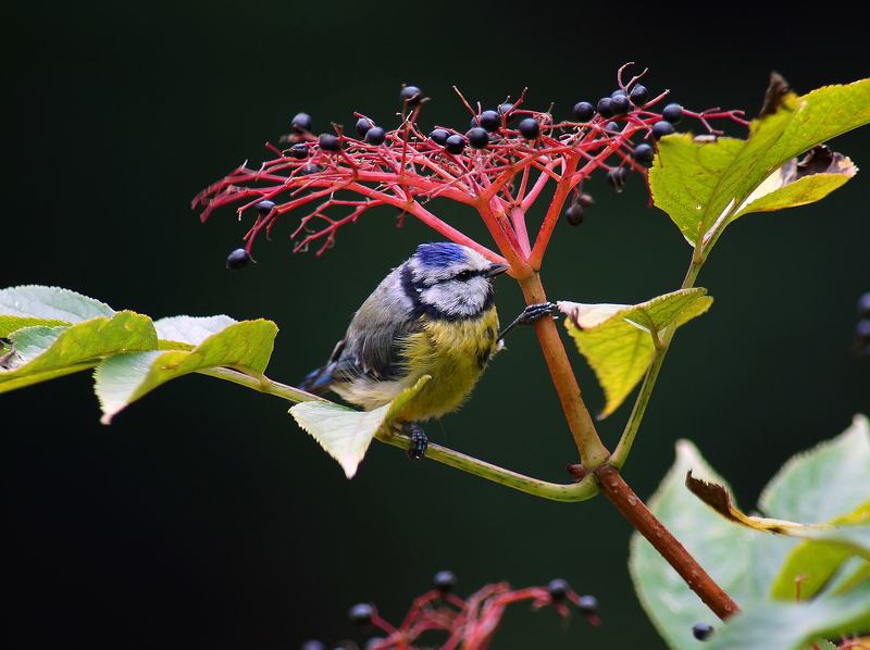 Лазоревка фото превью