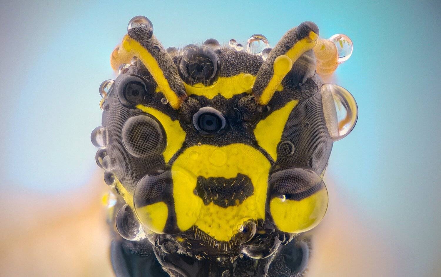 ceclii, macro, extrememacro, Tsvetan Ganev