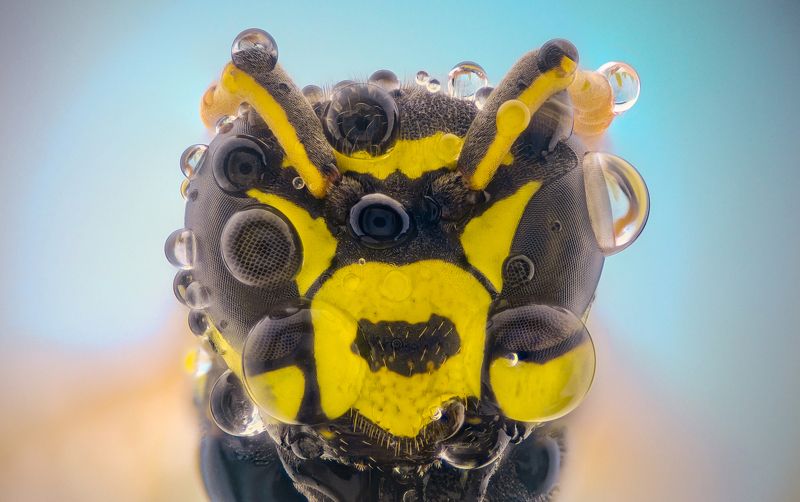 Wasp фото превью