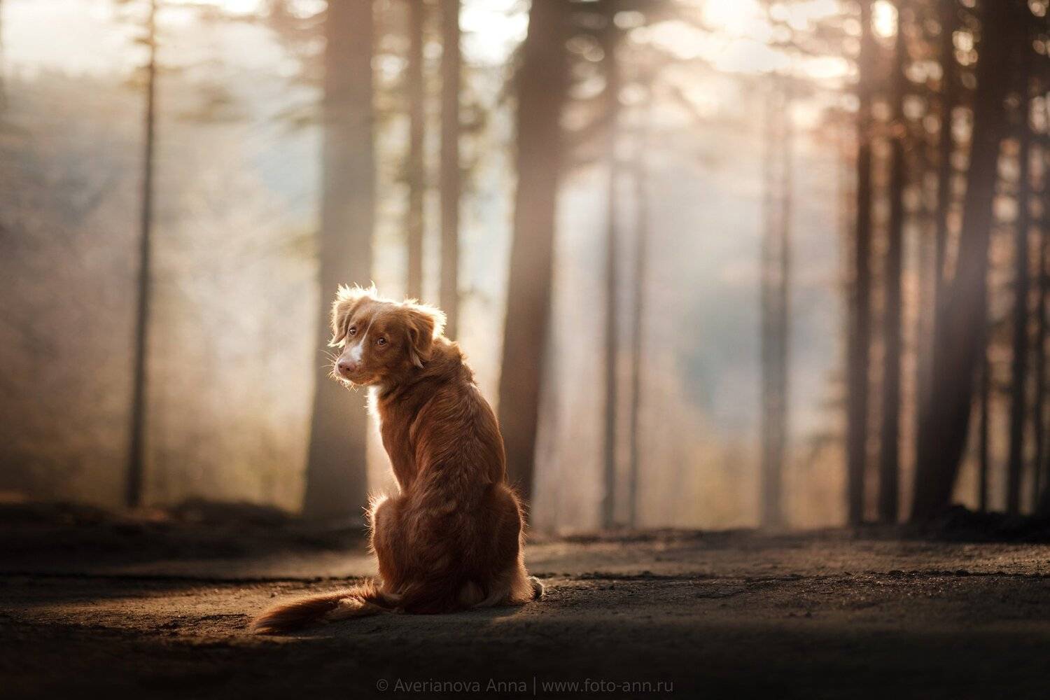 собака, природа, Анна Аверьянова