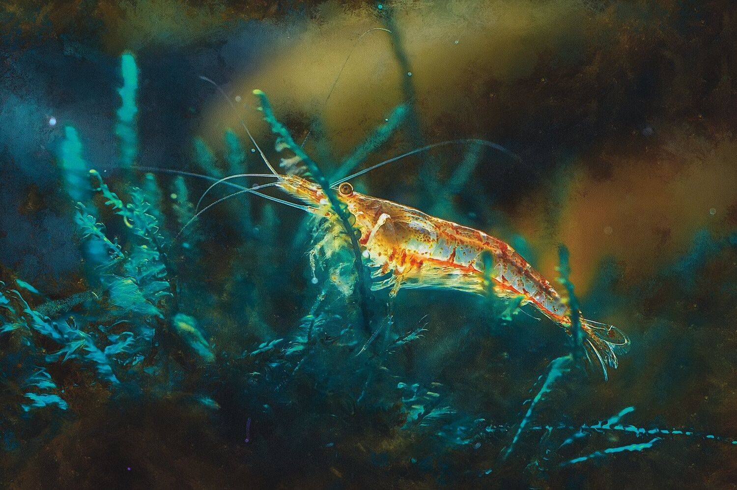 краб,рак,вода,креветка,свет,вода, Юрий Котов