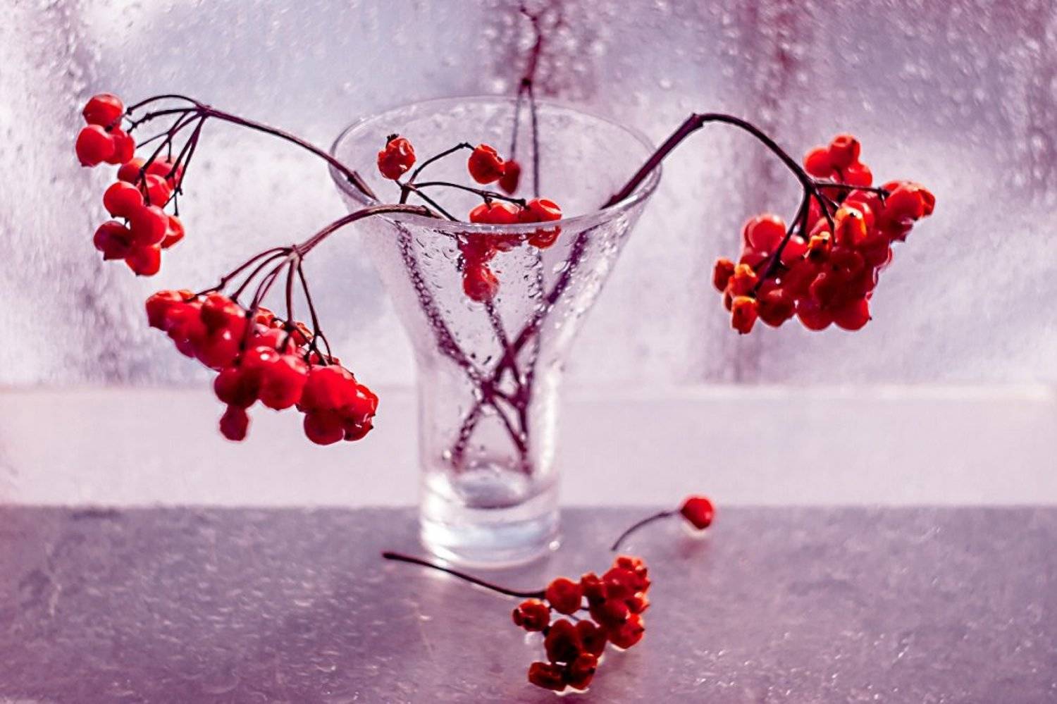 рябина,натюрморт,взгляд,гелиос,, Марина Соколова