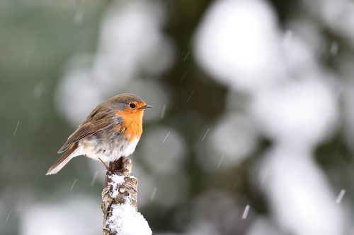 Snowing again I.