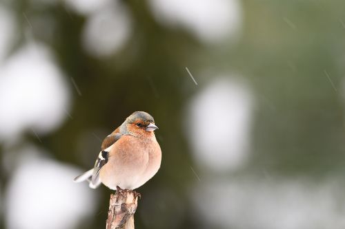 Snowing again II.