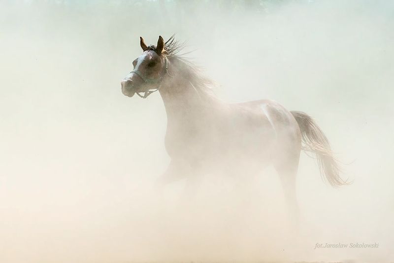 in the dust фото превью