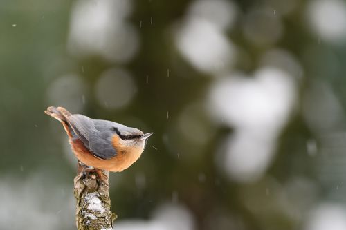 Snowing again III.