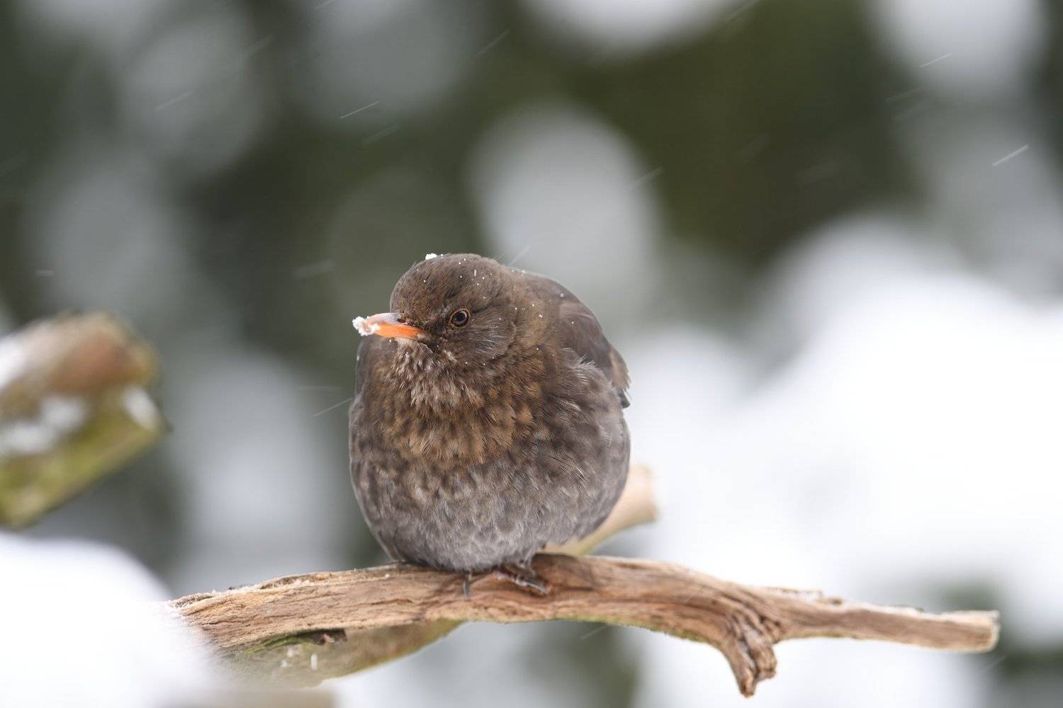 nature, animal, bird, birding, winter, Juraj Benč&iacute;k