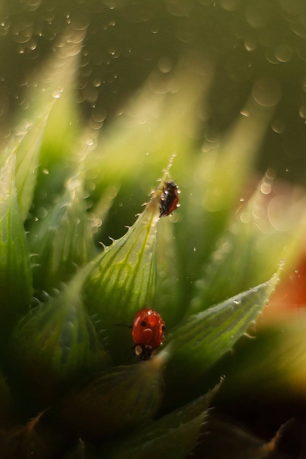 , Анастасия Колесникова