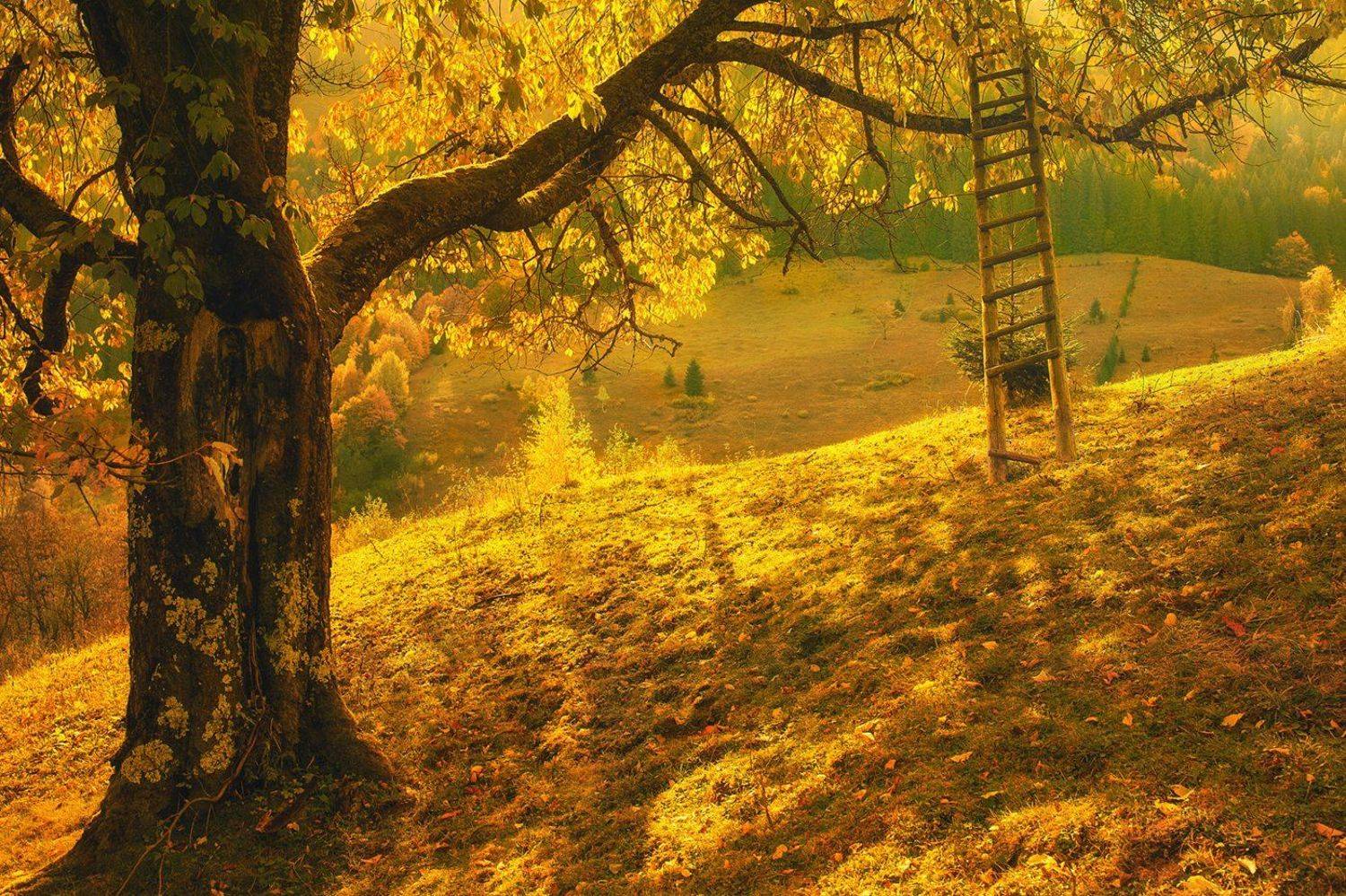 солнце, дерево, лестница, осень, Вьюшкин Игорь