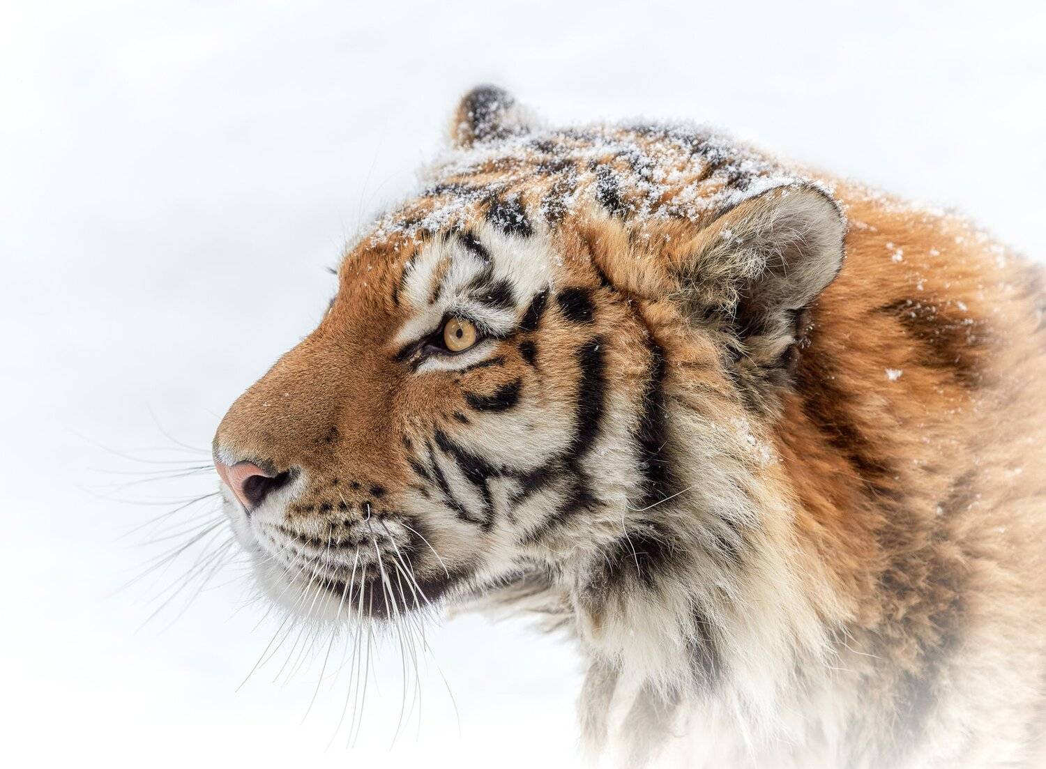 амурская тигрица, Олег Богданов