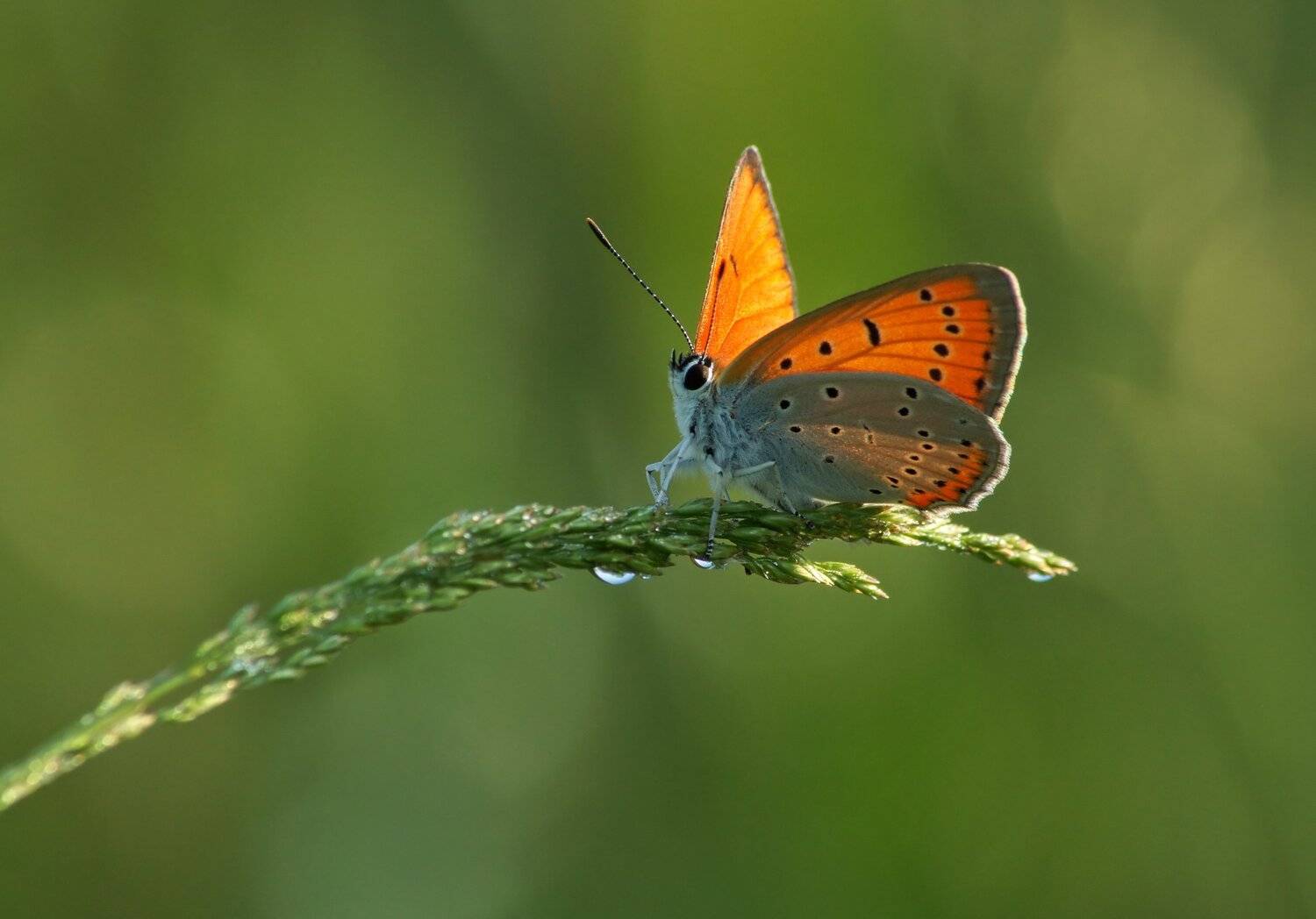 Бабочка Червонец непарный, Чепленко Алексей
