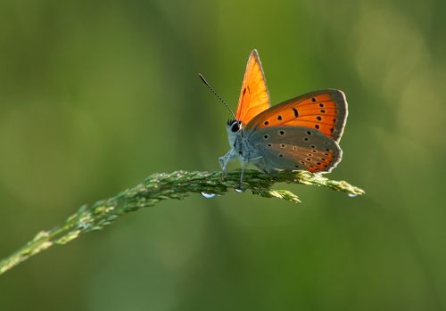Свежесть летнего утра.