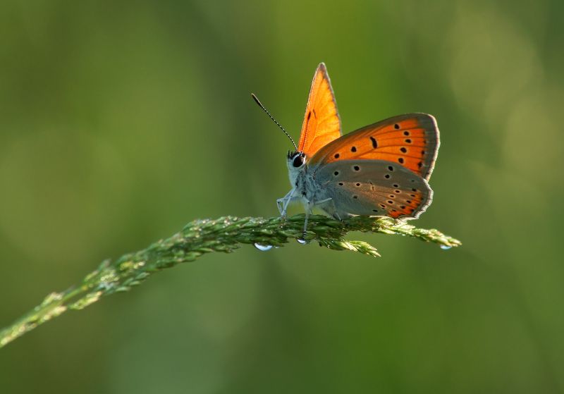 Свежесть летнего утра. фото превью
