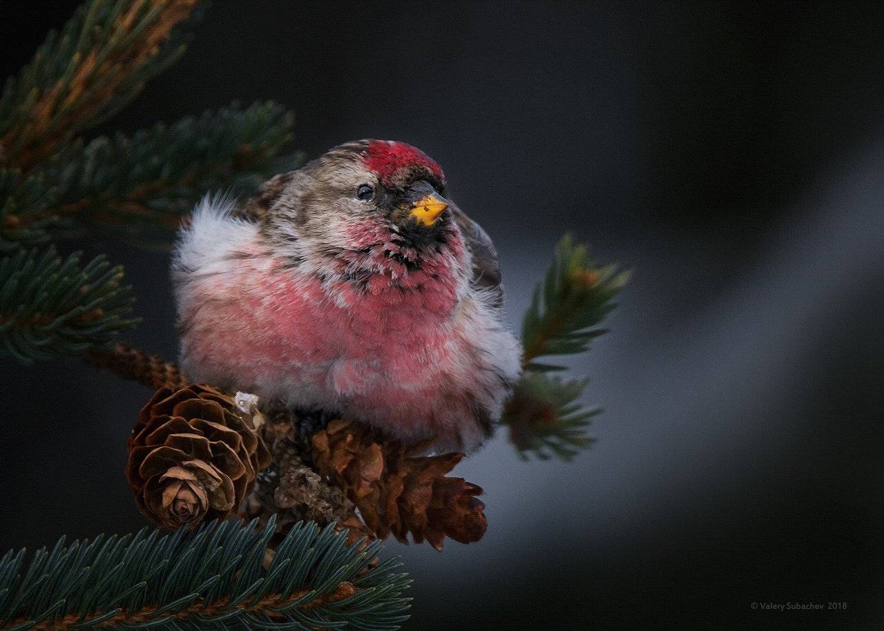 , Валерий Субачев