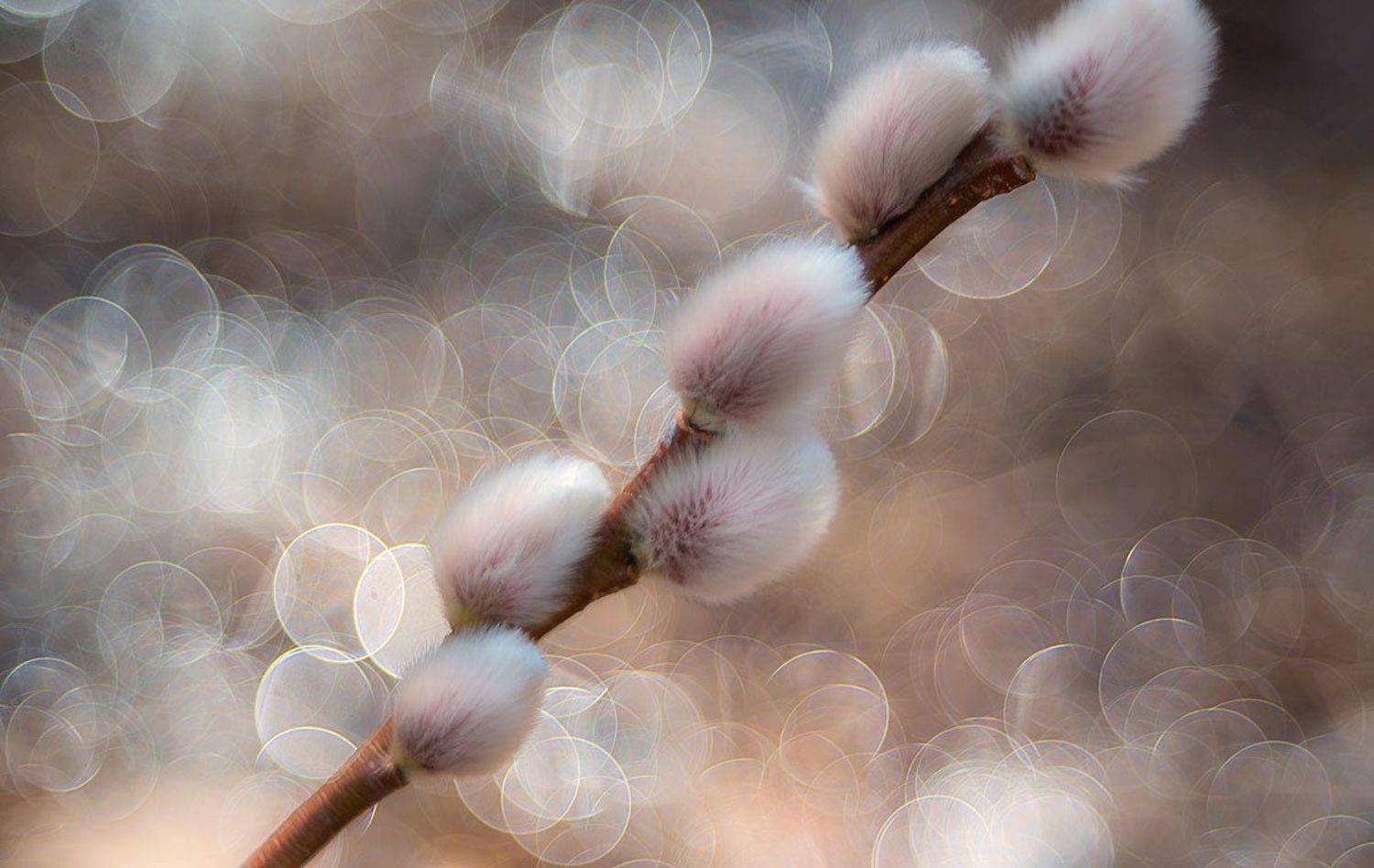 , Сергей Брагин