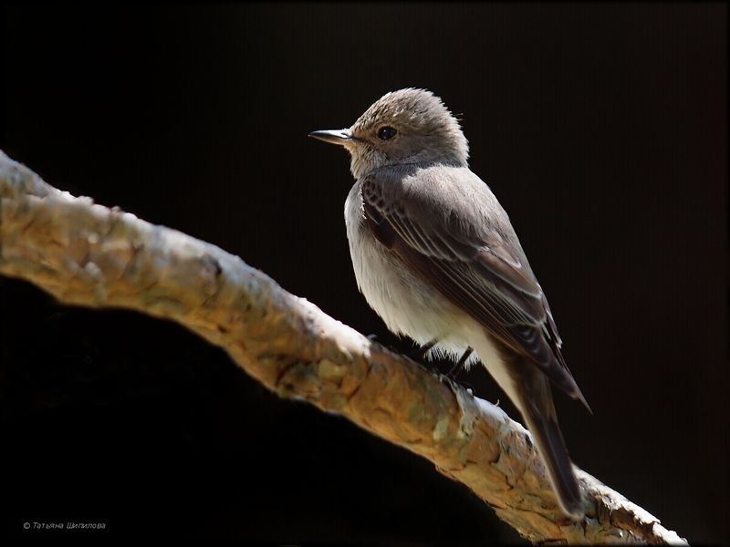 серая мухоловка, muscicapa striata, животные, птицы, птицы россии, nature, animals, природа, animalia Серая мухоловка фото превью