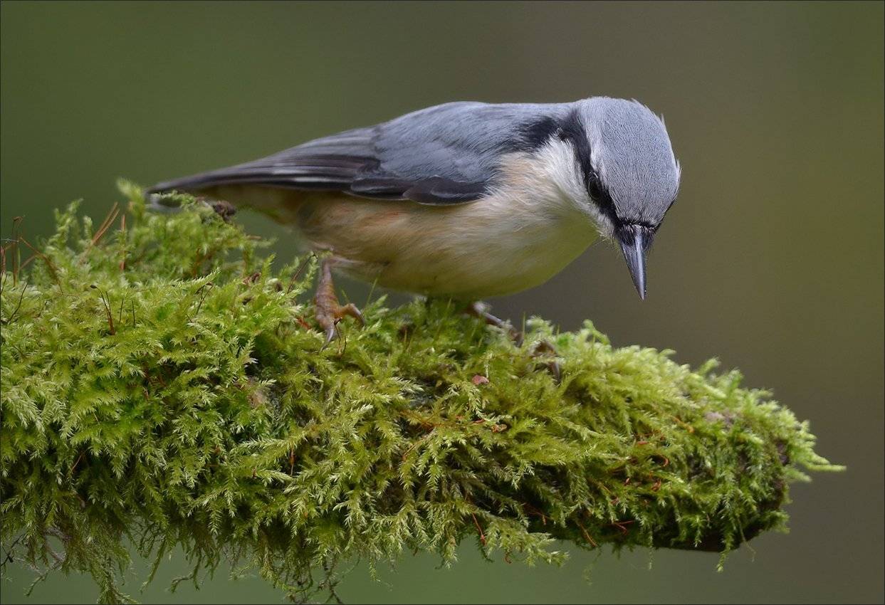 поползень, Андрей Медведев