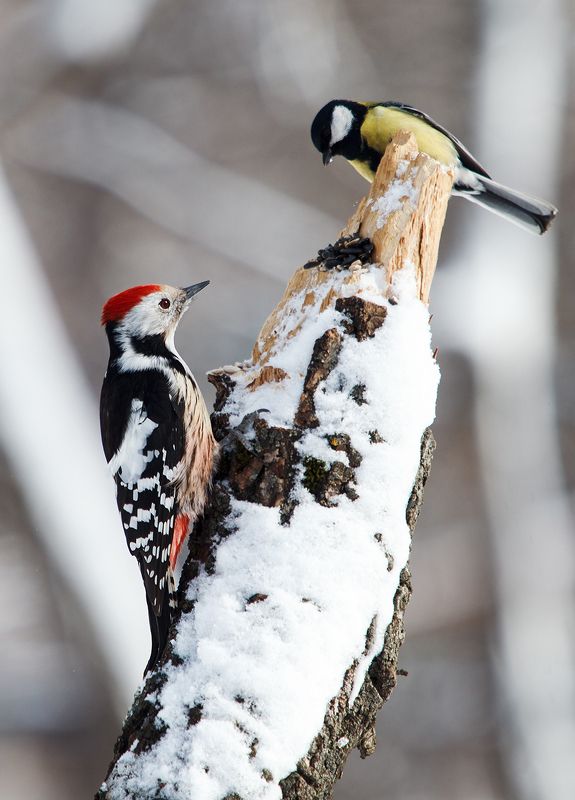 Средний пёстрый дятел. фото превью