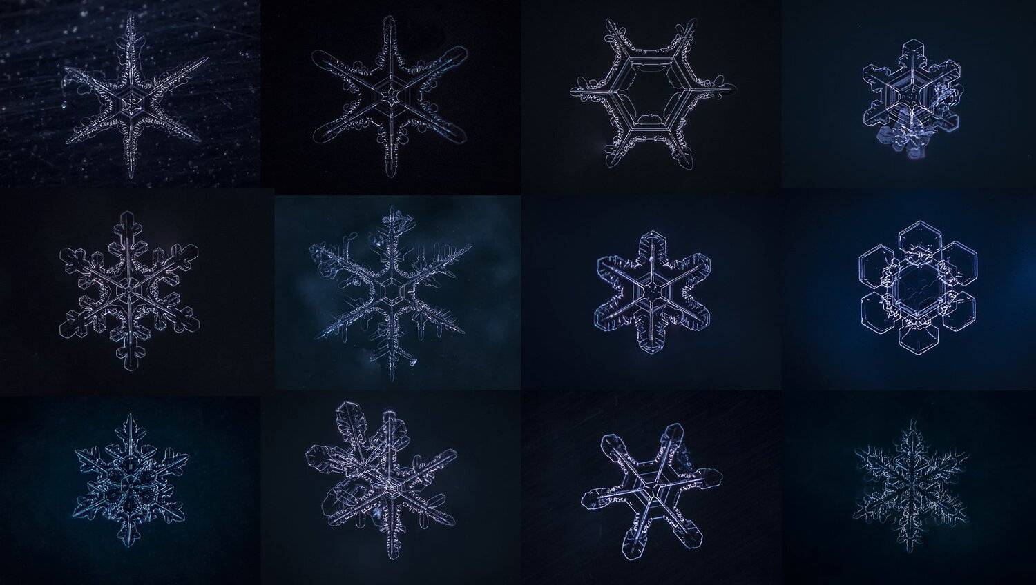 , Евгения Муравская