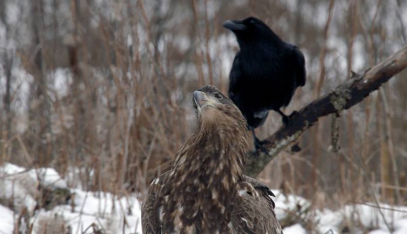 Синхронисты фото превью