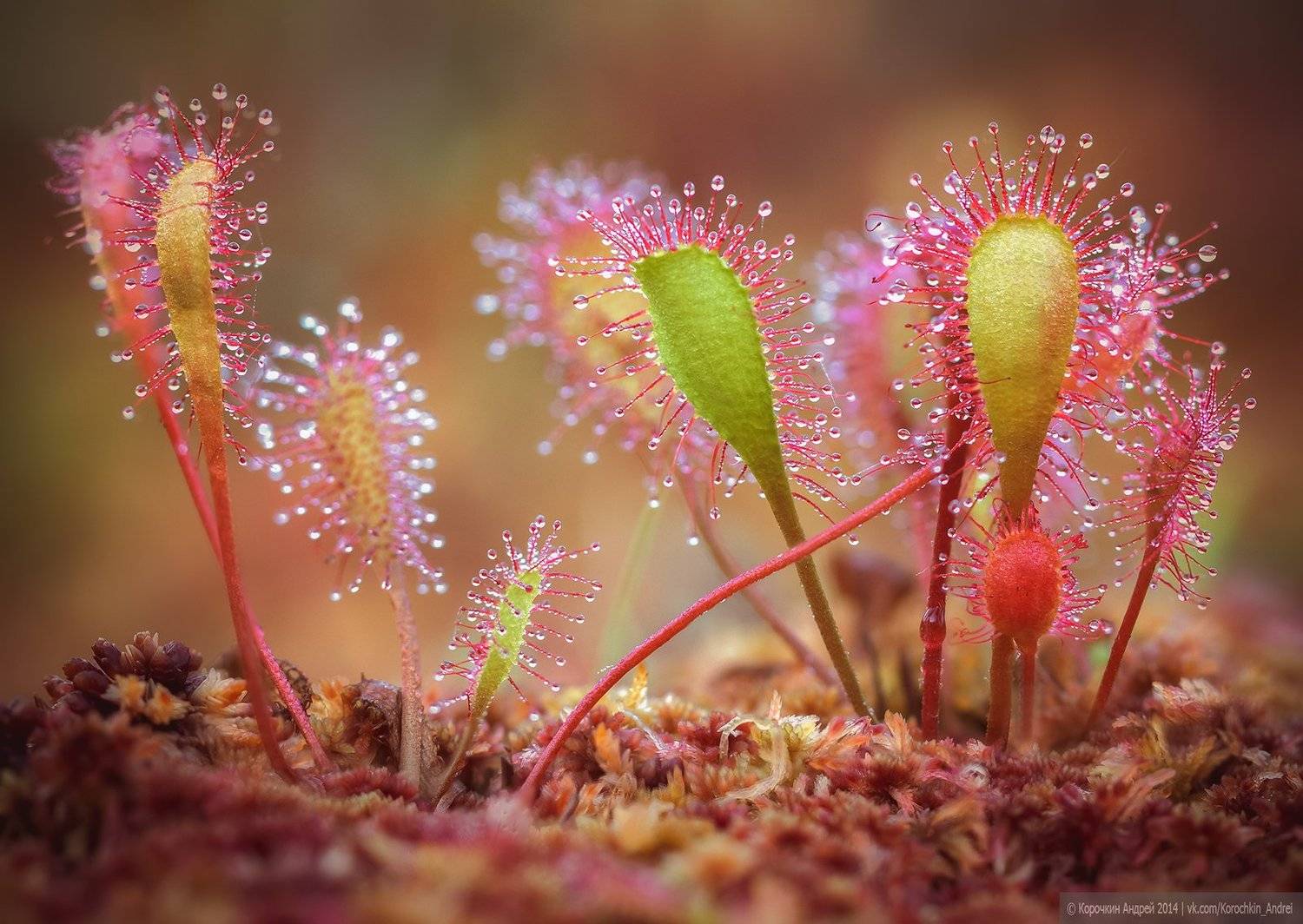 , Андрей Корочкин
