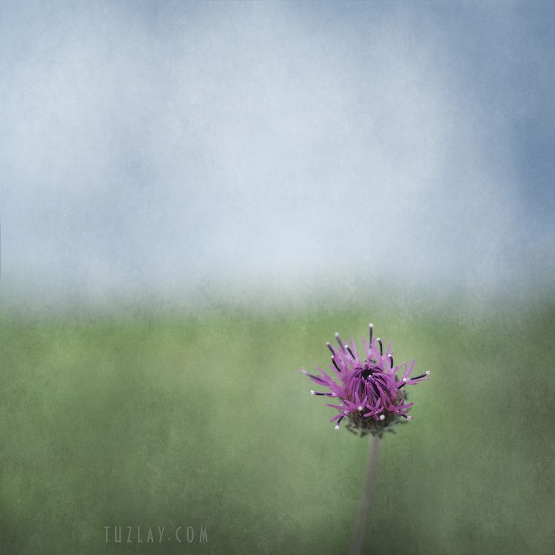 растительность тамани, jurinea blanda, флора, холст Про будущую колючку фото превью