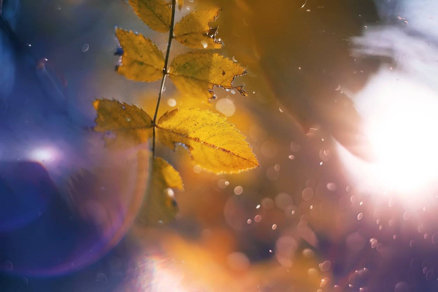 , Анастасия Колесникова