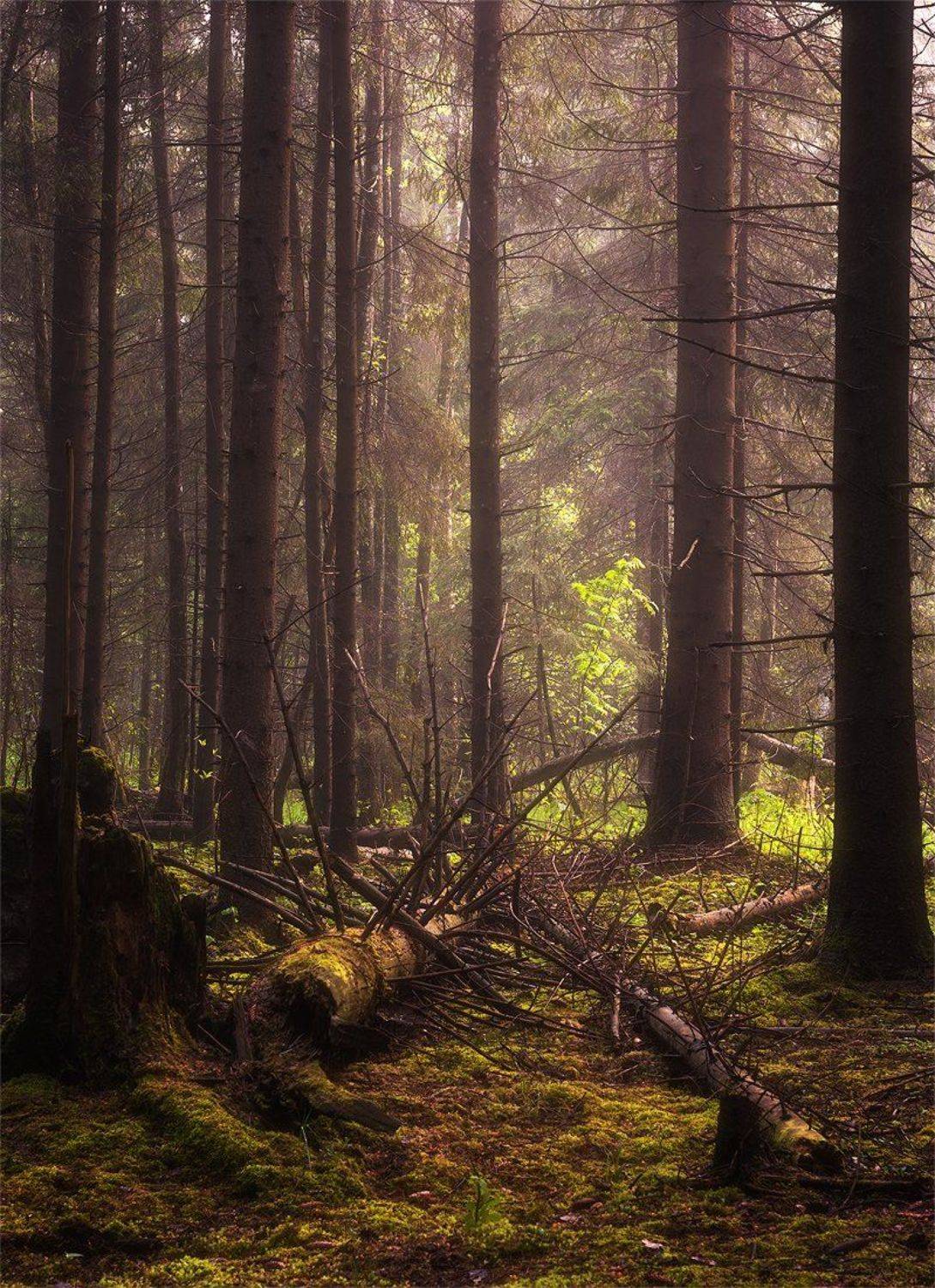 , Justinas Kondrotas