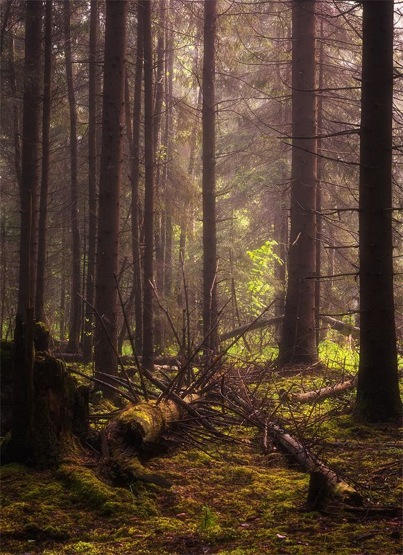 Spring in the forest фото превью