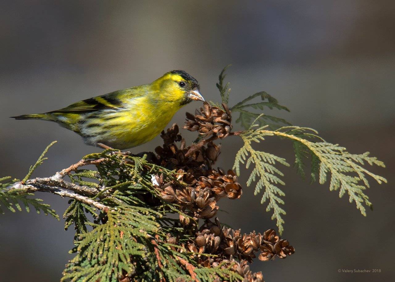 , Валерий Субачев