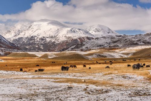 Осенняя Талдура с яками